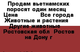 Продам вьетнамских поросят,один месяц › Цена ­ 3 000 - Все города Животные и растения » Другие животные   . Ростовская обл.,Ростов-на-Дону г.